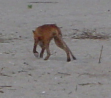 Oak Island Fox