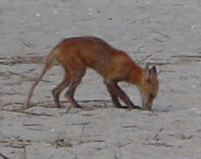 Oak Island Fox